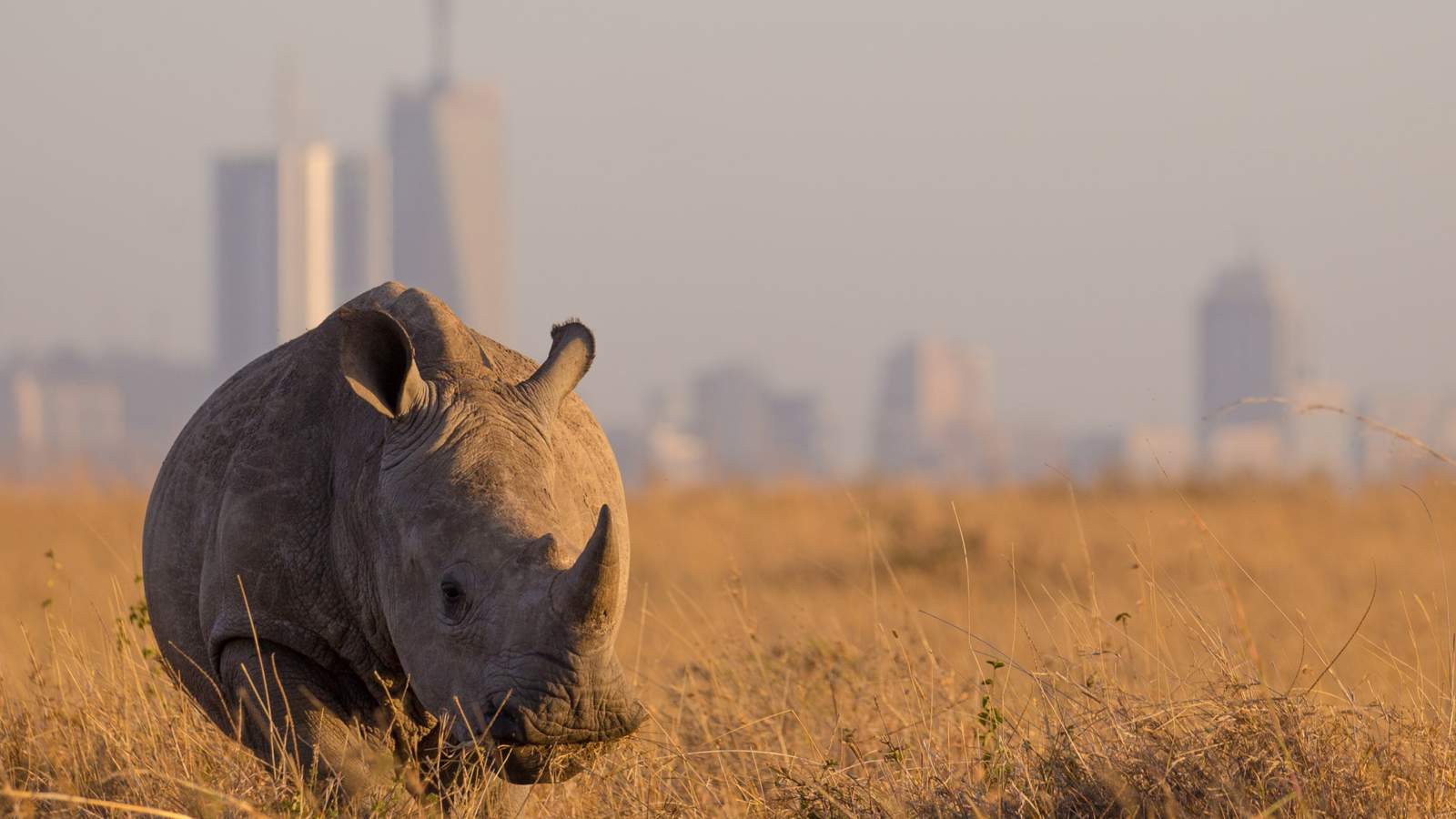 Nairobi National Park