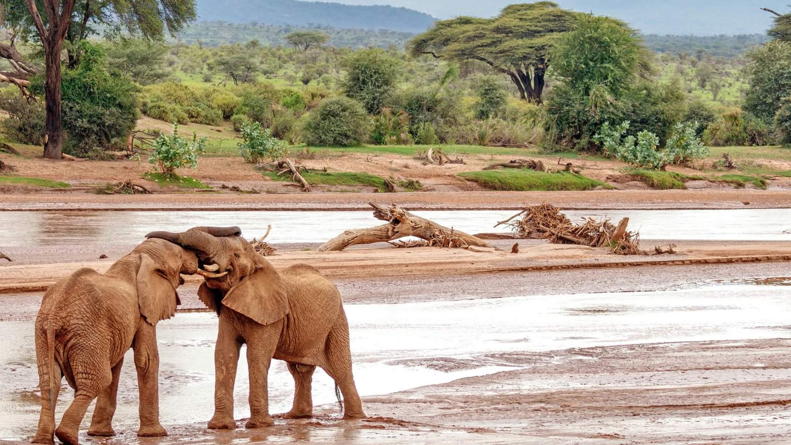 Samburu & Buffalo Springs